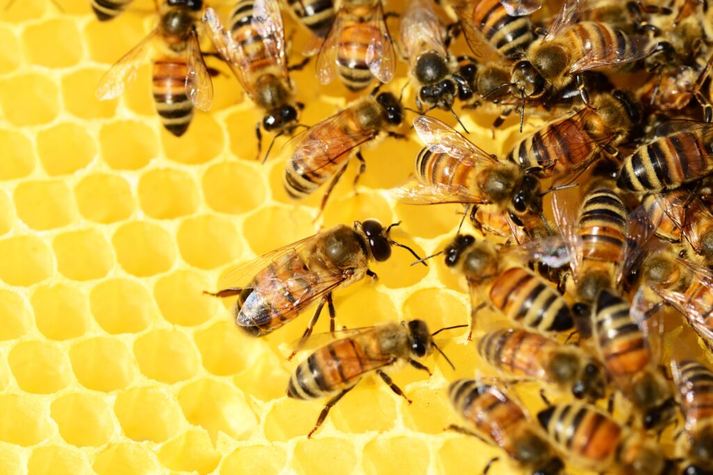 Honey bees in basement