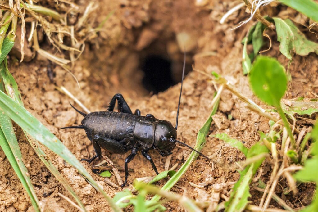 how to get rid of the field cricket in the basement