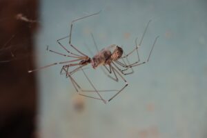 cellar spider in basement