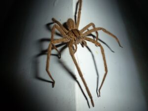 wolf spider in basement