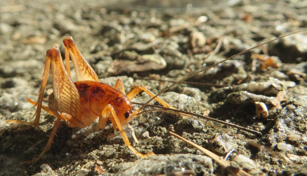 camel cricket in Basement