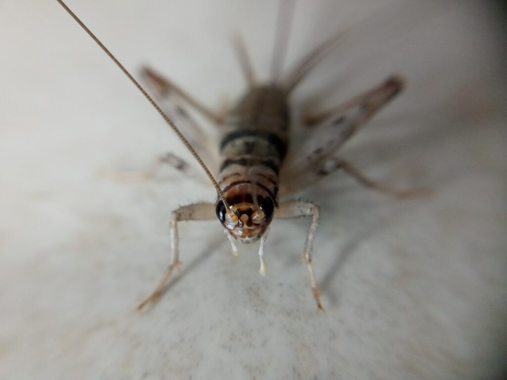 house cricket in the basement